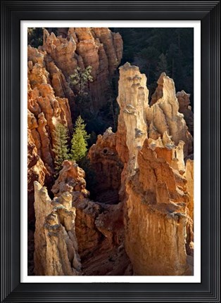 Framed Two Pines Print