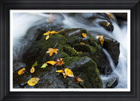 Framed Wet Leaves Print