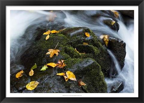 Framed Wet Leaves Print