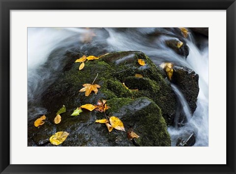 Framed Wet Leaves Print