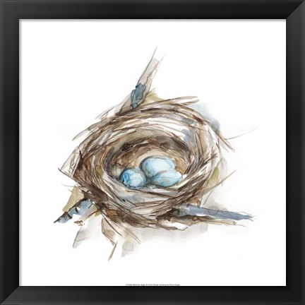 Framed Bird Nest Study II Print