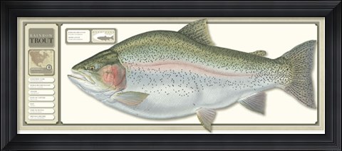 Framed World Record Rainbow Trout Print
