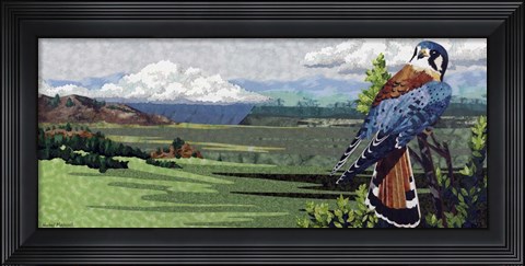 Framed American Kestral Print