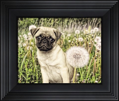 Framed Pug with Dandelion Print
