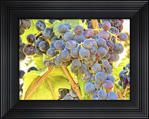 Framed Trip Grapes Print