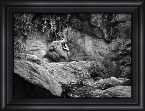 Framed Lion I Print