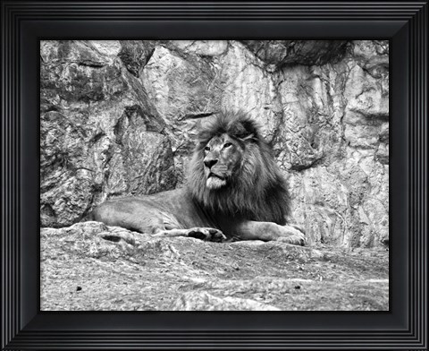 Framed Lion II Print