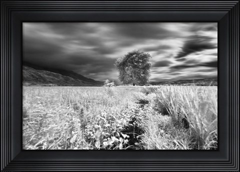 Framed Lone Tree, Dingalan Print