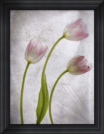 Framed 3 Tulipanes Con Red B Print
