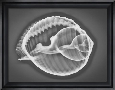 Framed Caracol Estudio 3 Xray Print