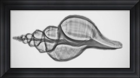 Framed Caracol Xray 1 Print