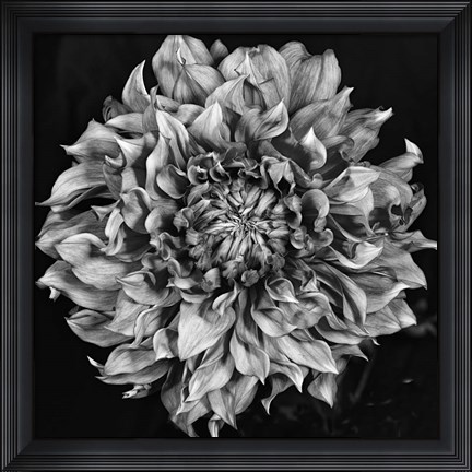 Framed Dalia 2 Phaseone Stack Bw Print