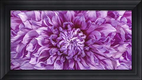 Framed Dalia 4 Wet Color Cuadrada Print
