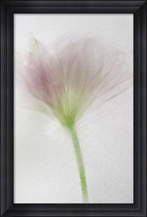 Framed Flores Congeladas 3644 Print