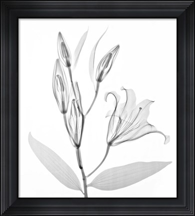 Framed Flower Xray Study 1 White Print