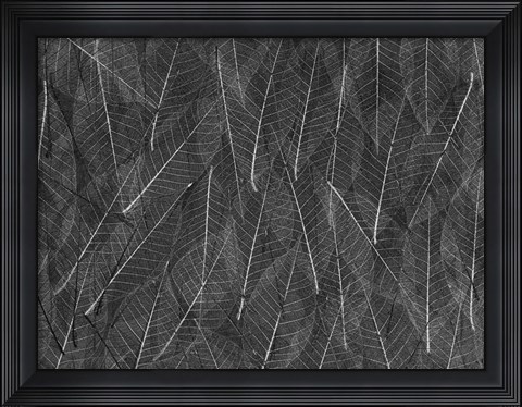 Framed Leaves 1 Print