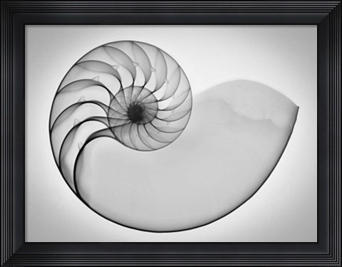 Framed Nautilus Xray I Print