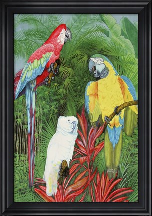 Framed 3 Parrots Print