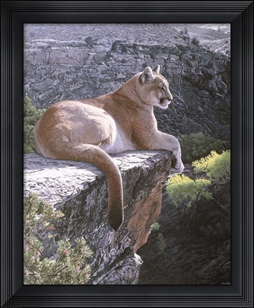 Framed Cougar Country Print