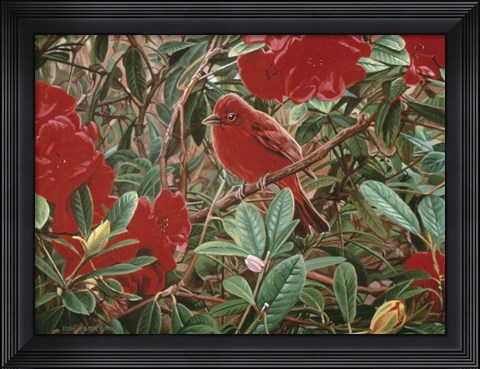 Framed Summer Tanager Print