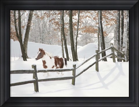 Framed Athena in the Snow, Farmington Hills, Michigan 09 Print