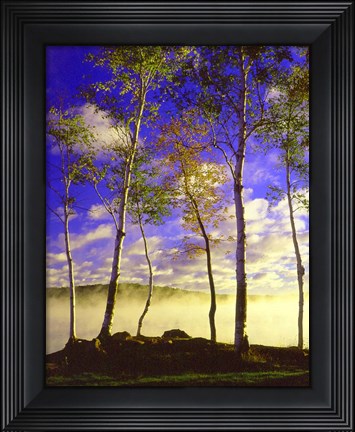 Framed Birch Trees &amp; Mist, Negaunee, Michigan 09 Print