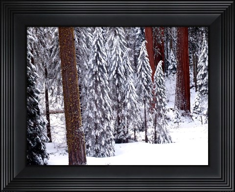 Framed Pines in Winter, California 95 Print