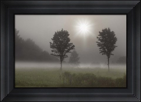 Framed Two Trees &amp; Sunburst, Logan, Ohio 10 Print