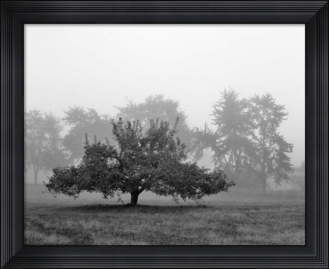 Framed Apple Tree, Southfield, Michigan 85 Print