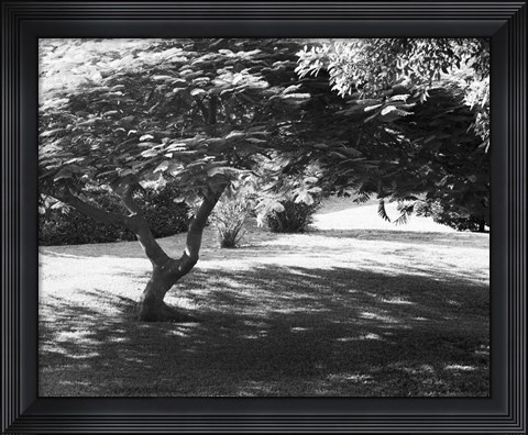 Framed Bermuda Foliage, Bermuda 94 Print