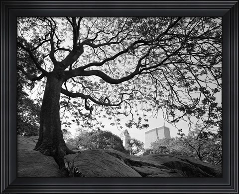 Framed Central Park #1, New York, New York 05 Print