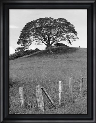 Framed Lone Tree &amp; Fence, Costa Print
