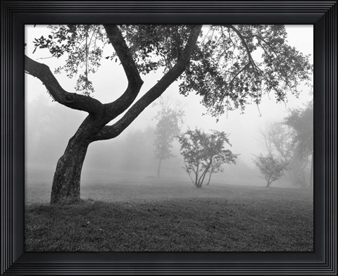 Framed Morning Mist, Farmington Hills, Michigan 82 Print