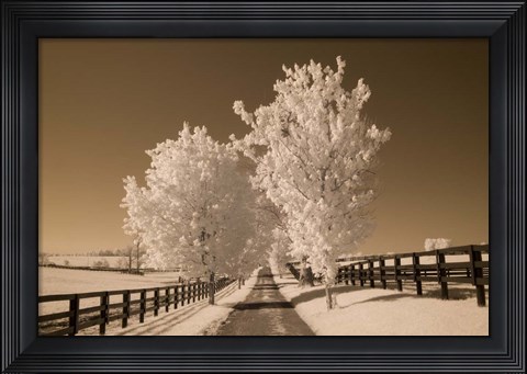 Framed Fence &amp; Trees, Kentucky 08 Print