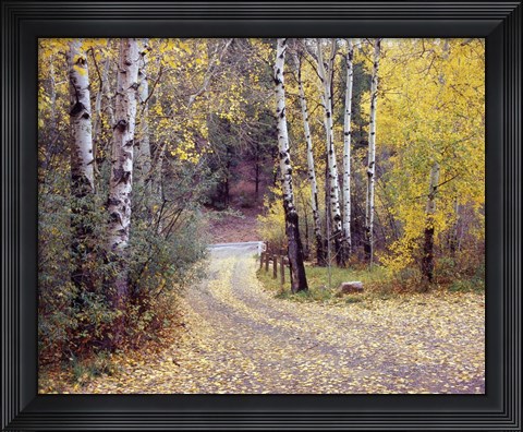 Framed Birch Tree DriveFence &amp; Road, Santa Fe, New Mexico 06 Print