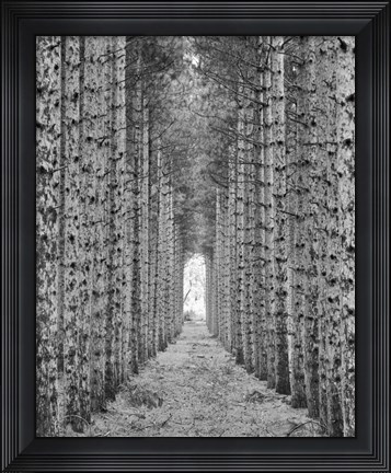 Framed Red Pines Print