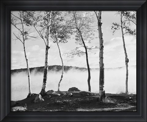 Framed Birch Trees &amp; Mist Print