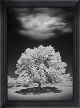 Framed Lone Tree &amp; Cloud, Green Bay, Wisconsin 12 Print