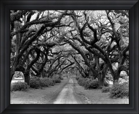 Framed Path In The Oaks #2, Louisiana Print