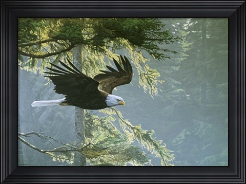 Framed Forest Flight / Eagle Print