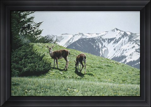Framed Summer Grass Print