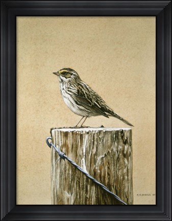 Framed Savannah Sparrow Print