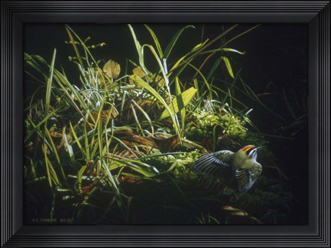 Framed Golden Crowned Kinglet Print