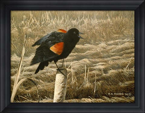 Framed Red Winged Blackbird Print