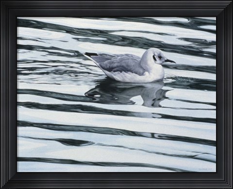 Framed Bonaparteis Gull Print