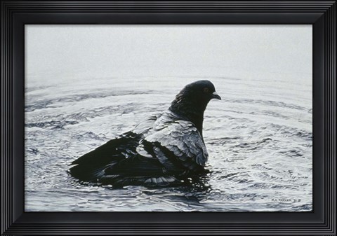 Framed Rock Dove Bathing Print