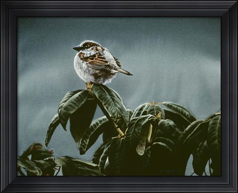 Framed Sparrow On Rhododendron Print