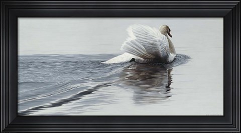 Framed Gliding Swan Print