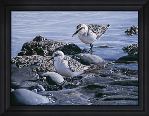 Framed Sanderlings Print