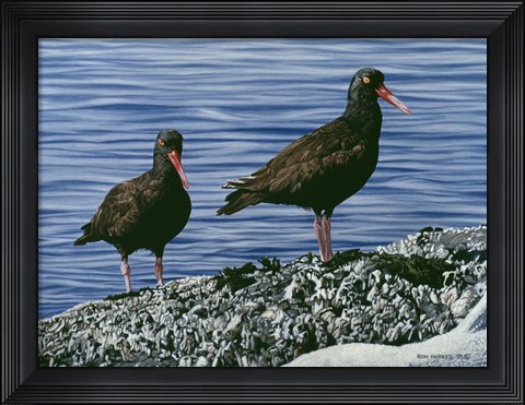 Framed Oyster Catchers Print